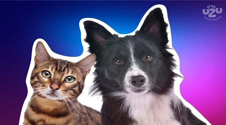 Seriuos cat and dog